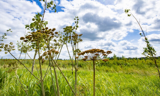 Natuur, milieu en dierenwelzijn